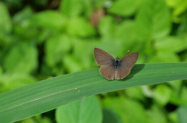 Tailless Line Blue butterfly on leaf with natural green background , Colorful insects in tropical areas , Thailand