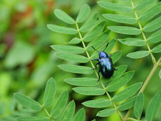 Alder leaf beetle ( Agelastica alni ) on leaf tree plant with natural green background, Black and blue glow on the body of a tropical scarab in Thailand