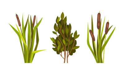 Green Reed Grass with Stalk and Leaves as Outdoor Growth Vector Set