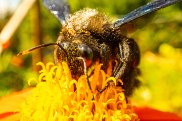 Insekten, Holzbienen auf Blumen im Garten