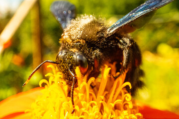 Insekten, Holzbienen auf Blumen im Garten