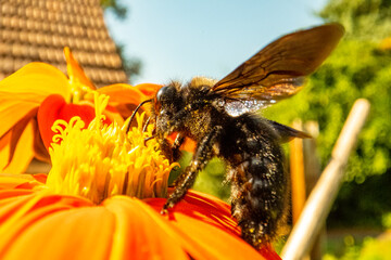 Insekten, Holzbienen auf Blumen im Garten
