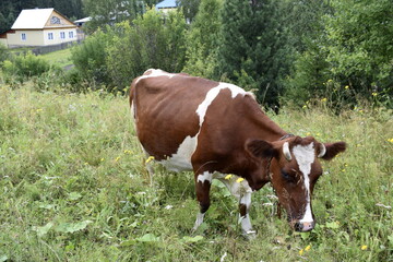 Obraz premium cows in the field