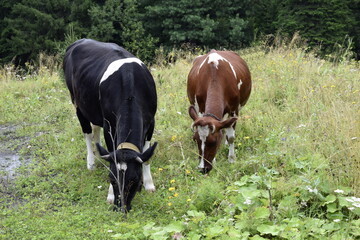 cows in the field