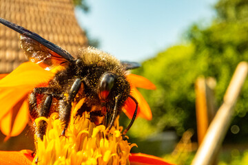 Insekten, Holzbienen auf Blumen im Garten