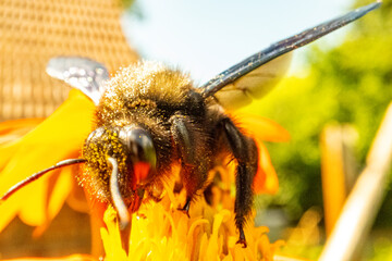 Insekten, Holzbienen auf Blumen im Garten