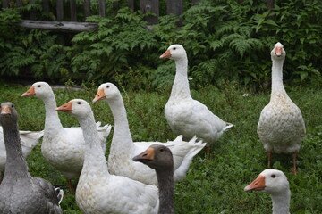 Obraz premium group of geese