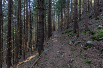 Obraz premium Forest of Spruce Trees illuminated by Sunbeams through Fog, a Carpet of Moss and stones covering the forest floor. Natural relict spruce (Picea abies) forest in the Carpathian Mountains
