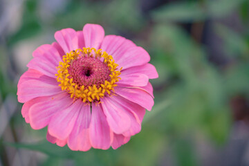 pink flower