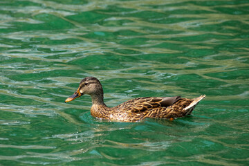 duck on the lake