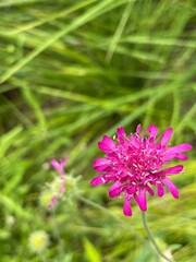 pink flower on forefront with blade grass on the background