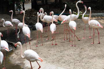 Back of a group of Flamingoes white and pink cute beside the river on the soil ground park waking