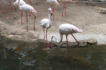 A group of Flamingoes white and pink cute beside the river on the soil ground park, drinking water