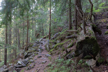Forest of Spruce Trees illuminated by Sunbeams through Fog, a Carpet of Moss and stones covering the forest floor. Natural relict spruce (Picea abies) forest in the Carpathian Mountains