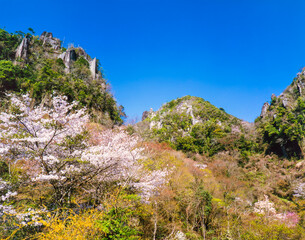 大分県　耶馬渓町　耶馬渓谷　春の一目人景