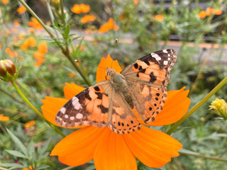 Obraz premium butterfly on flower