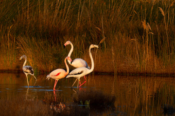 Greater Flamingo Phoenicopterus roseus from Camargue, southern France