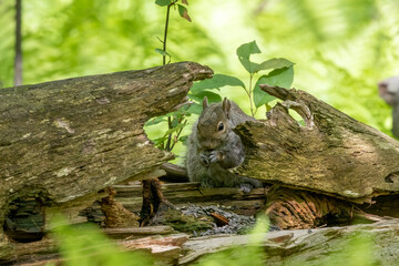 Eastern gray squirrel, known as the grey squirrel is native animal  to eastern North America