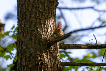 The American red squirrel -Tamiasciurus hudsonicus in the park