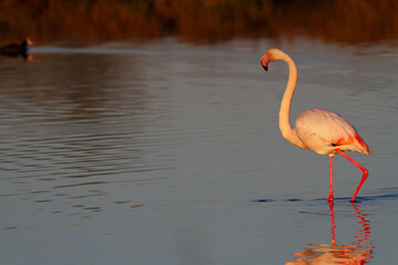 Greater Flamingo Phoenicopterus roseus from Camargue, southern France