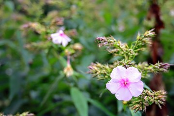 pink and white flowers