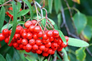 red currant bush