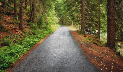 Fototapeta na wymiar Wet asphalt forest road in Karkonosze Mountains, Czech Republic.