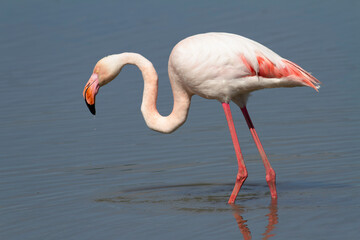 Greater Flamingo Phoenicopterus roseus from Camargue, southern France