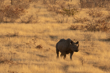 Lone black rhinoceros walking in the yellow grasslands at Etosha National Park, Namibia, Africa