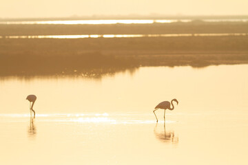 Greater Flamingo Phoenicopterus roseus from Camargue, southern France