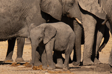 A herd of elephants drinking water at a watering hole. A baby elephant or calf is standing in the...