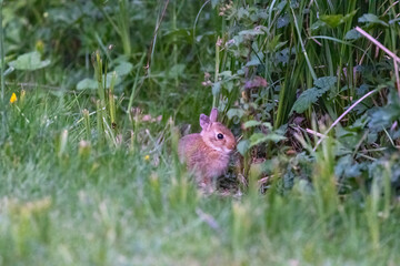 cute baby bunny hiding in weeds at edge of park lawn
