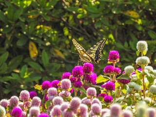 きれいに並んだセンニチコウの花畑にアゲハチョウが遊びに来ました。