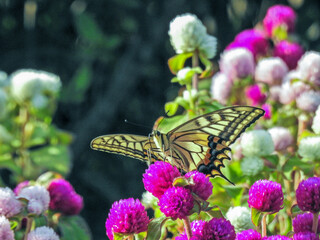 こちらは花よりも食事に夢中の美しい「アゲハチョウ」。これぞホントの花より団子かな？