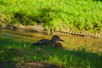 duck in the grass