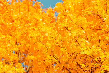 Beautiful yellow autumn foliage on a tree on a sunny day