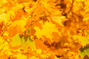 Fototapeta na wymiar Golden autumn foliage on a sunny fall day