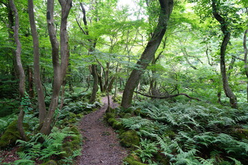 a refreshing spring forest with a path