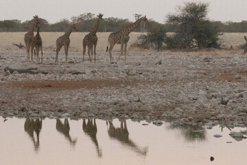 A tower or group of giraffe approaching a watherhole in Etosha National Park in Namibia. Their reflections are visible in water.