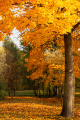 Amazing autumn park with golden foliage on a sunny warm day
