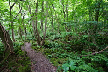 a refreshing spring forest with a path