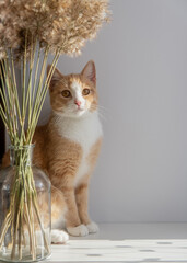 Autumn decor of the house is a glass vase with a bouquet of dried flowers ears on a white table in the rays and red cat.