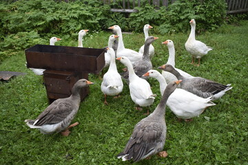 group of geese