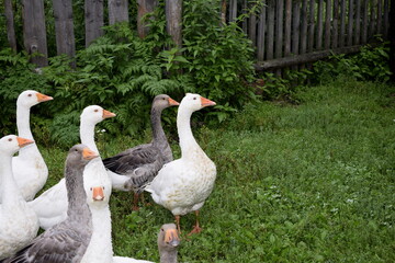 group of geese
