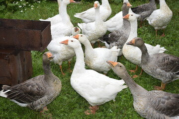 geese in the park