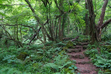Fototapeta premium a refreshing spring forest with a path