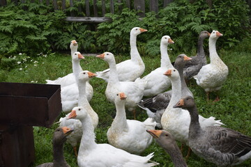 geese in the park