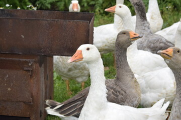 group of geese