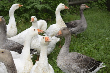 group of geese