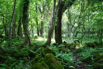 Obraz premium a lively dense forest with vines